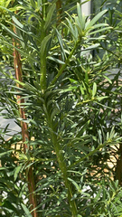 Podocarpus macrophyllus