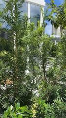 Podocarpus macrophyllus