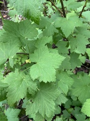Ribes biebersteinii