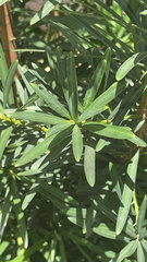 Podocarpus macrophyllus