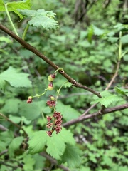 Ribes biebersteinii