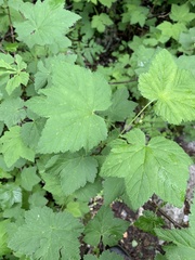 Ribes biebersteinii
