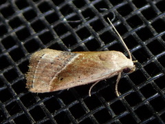 Micrathetis dasarada