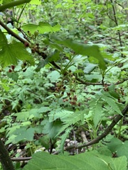 Ribes biebersteinii