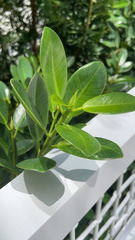 Ficus microcarpa