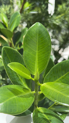 Ficus microcarpa