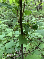 Ribes biebersteinii