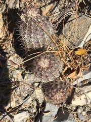 Echinocereus armatus