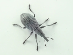 Ischnopterapion loti