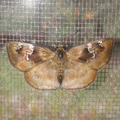 Quadrus u-lucida mimus