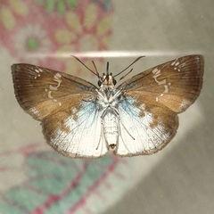 Quadrus u-lucida mimus