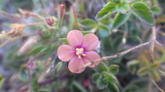 Lysimachia arvensis parviflora