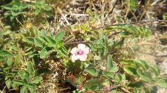 Lysimachia arvensis parviflora