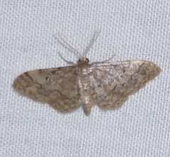 Idaea celtima