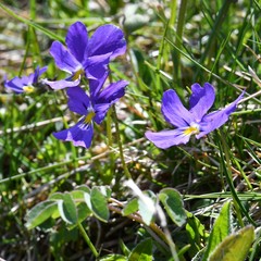 Viola calcarata