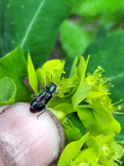 Trichodes ircutensis