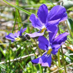 Viola calcarata