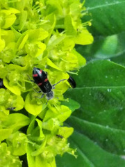 Trichodes ircutensis