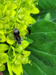 Trichodes ircutensis