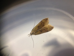 Dichomeris derasella