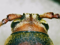 Xylotrechus chinensis