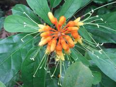 Steriphoma paradoxum