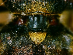 Xylotrechus chinensis