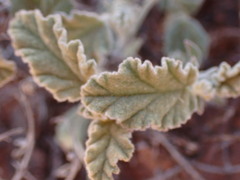 Hermannia comosa