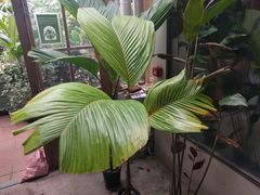 Verschaffeltia splendida