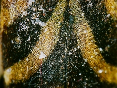 Xylotrechus chinensis