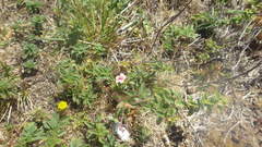 Lysimachia arvensis parviflora