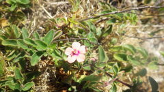 Lysimachia arvensis parviflora