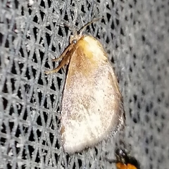 Euprosterna sapucaya