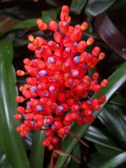 Aechmea miniata