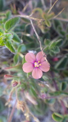 Lysimachia arvensis parviflora
