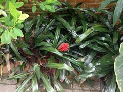 Aechmea miniata