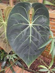 Anthurium regale