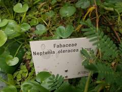 Neptunia oleracea