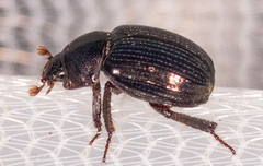 Germarostes globosus