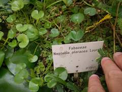 Neptunia oleracea