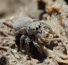 Attulus distinguendus