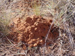 Damara Mole-Rat photo 2