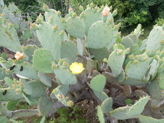 Opuntia cacanapa