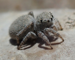 Attulus distinguendus