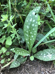 Pulmonaria longifolia
