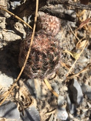 Echinocereus armatus