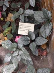 Hemigraphis alternata