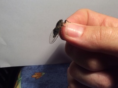 Atrapsalta corticina