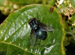Cochliomyia