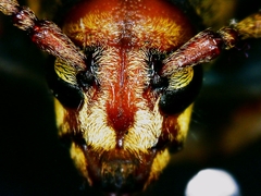 Xylotrechus chinensis